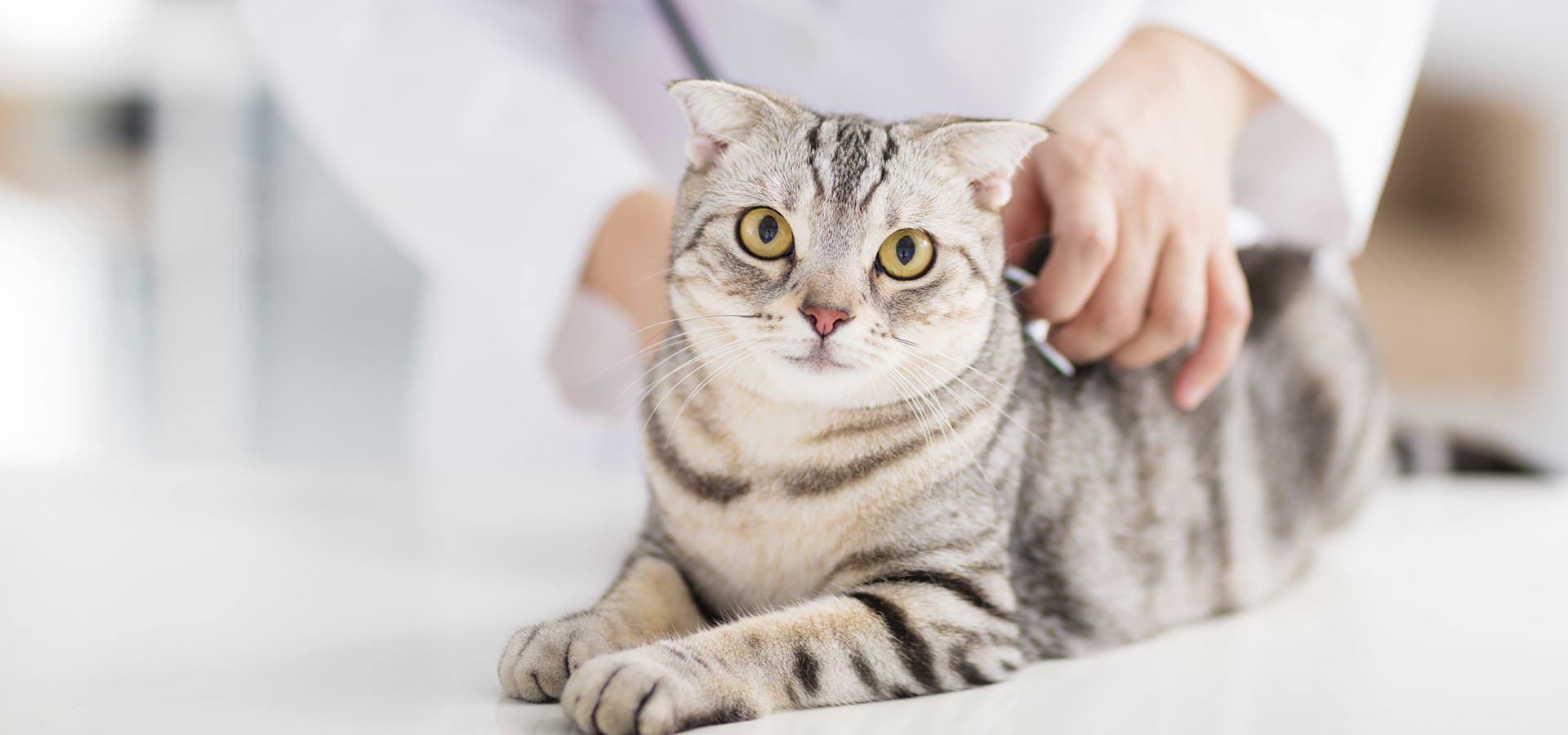 岩本犬猫病院